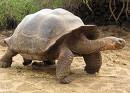 A Gorgeous Land Big Tortoise For Adoption